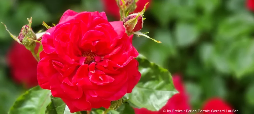 Blumen Geschenke rote Rosen Bilder Pflanzen Fotos Bayern Natur