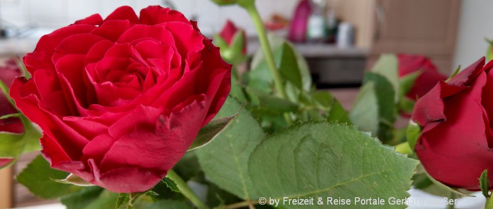 Rote Rosen für die Freundin Online Blumenlieferservice für Blumengeschenke Rosen für die Freundin