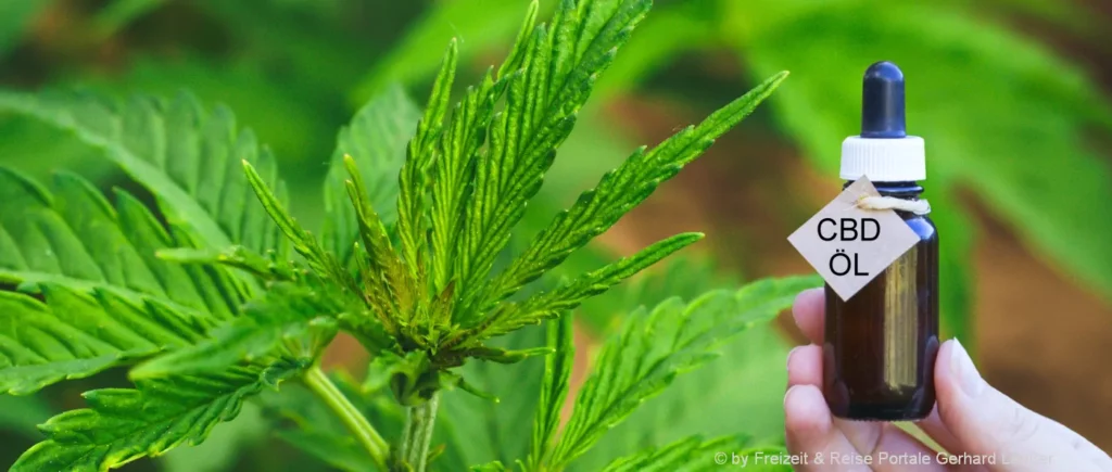Cannabis anpflanzen und Hanf ernten Anleitung zum Cannabis pflanzen in der Wohnung in Deutschland