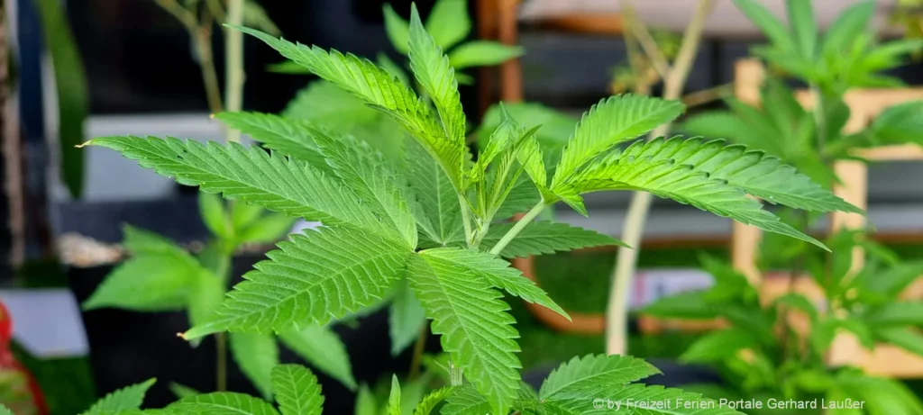 Tipps zum Cannabis anpflanzen Cannabis anpflanzen für Anfänger Tipps zum Eigenanbau in Deutschland