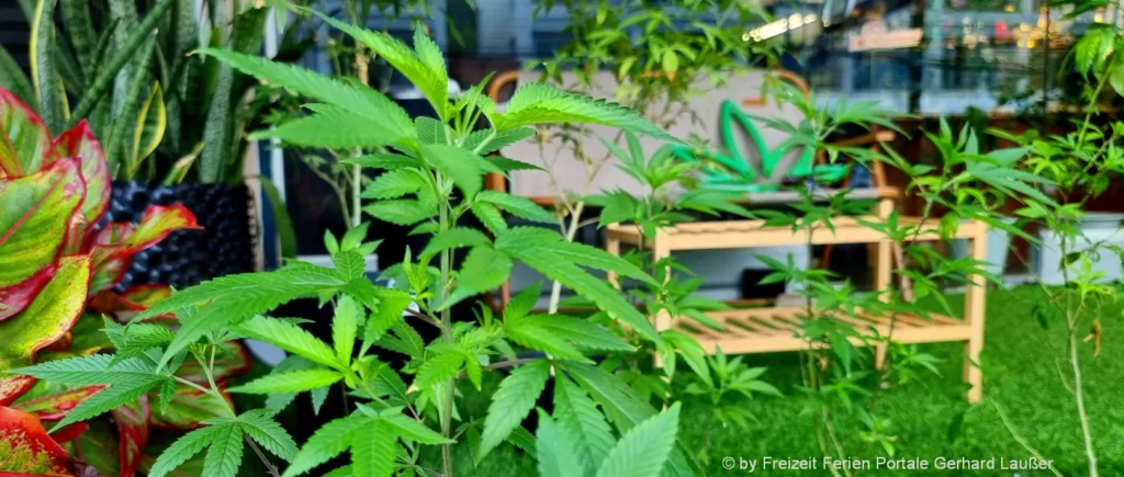 Hanfsamen anpflanzen Cannabis Eigenanbau in Deutschland
