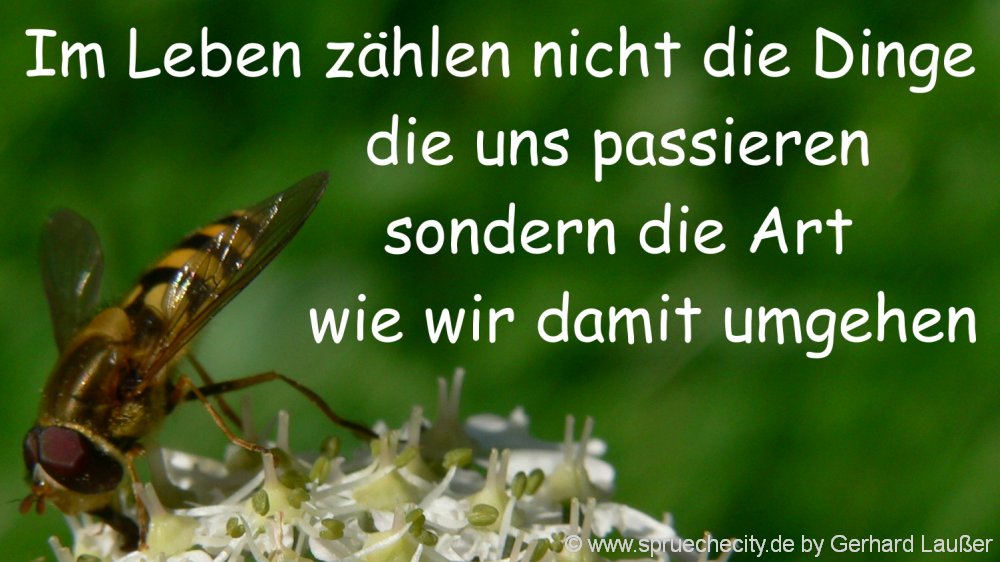 Herzschmerz zitate Buddha Zitate