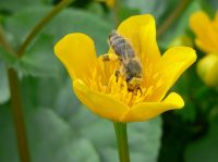 münchen-homepage-erstellen-blumen-webseiten-optimieren