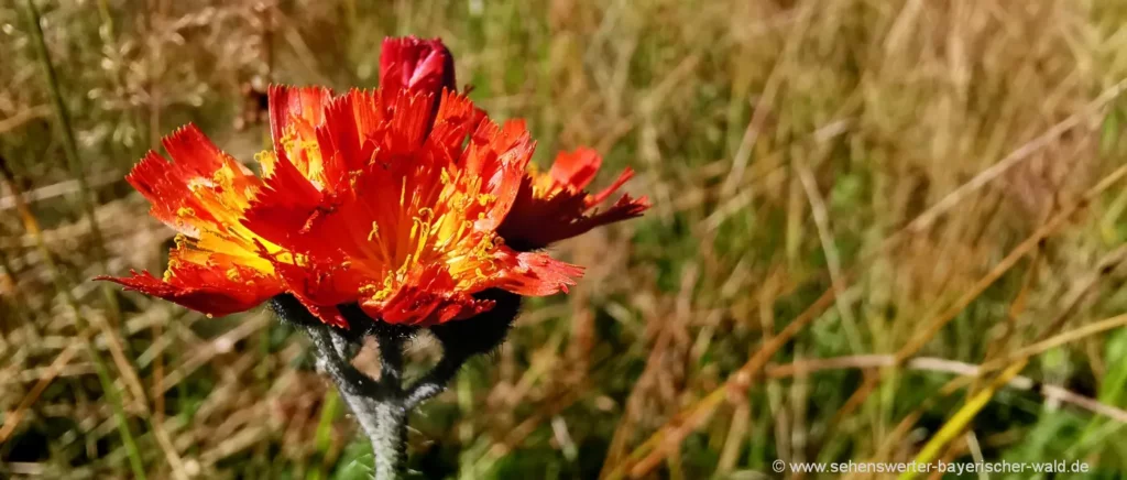 Natur Bilder von Blumen Symbol Fotos aus Bayern