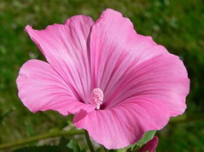 natur-blumen-foto-bild-naturbilder