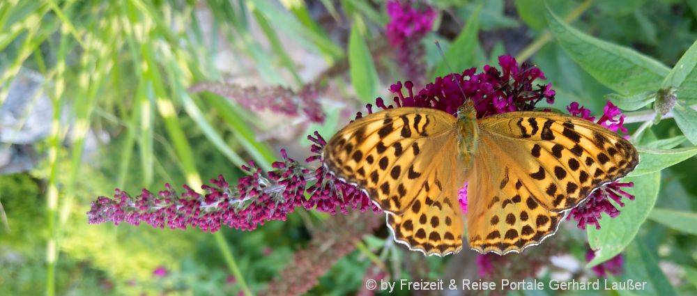 tierbilder-schmetterling-pflanzen-mustertexte-vorlagen-panorama-1000